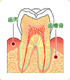 歯肉 歯槽骨 歯