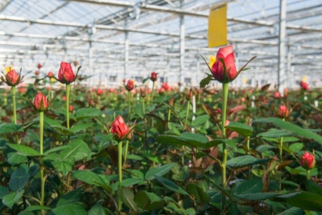 神経を取った歯が変色しているのを白くしたい|香川県 高松市 審美歯科なら吉本歯科医院