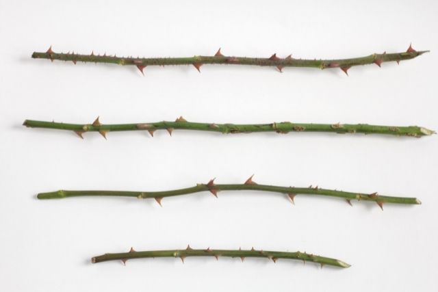 神経を取った歯が変色しているのを白くしたい|香川県 高松市 審美歯科なら吉本歯科医院