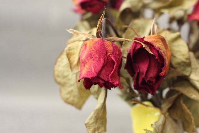 神経を取った歯が変色しているのを白くしたい|香川県 高松市 審美歯科なら吉本歯科医院