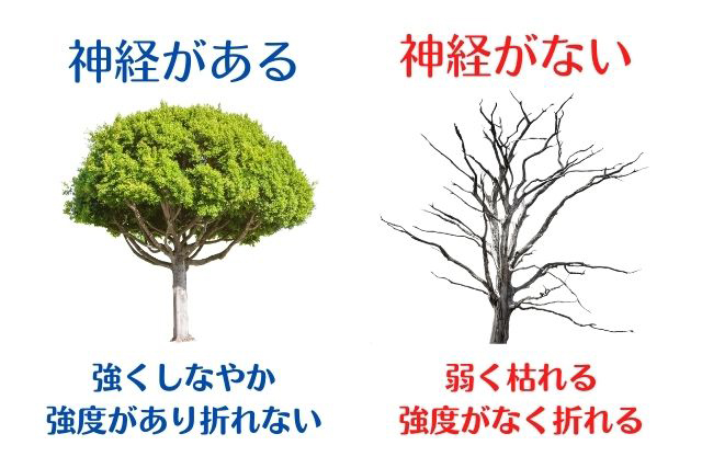 歯の神経を取らずに治療したい｜高松市の削らず治す虫歯治療なら吉本歯科医院