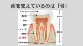 歯を支えている骨（歯槽骨）が溶けてなくなる原因