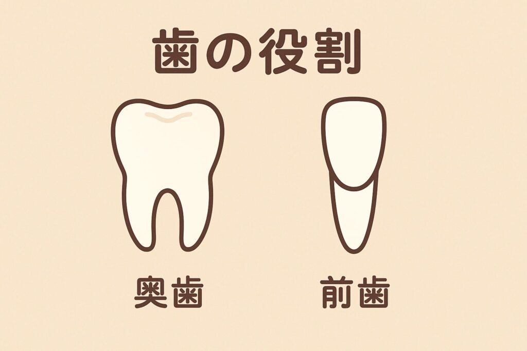 香川県の吉本歯科医院｜50代・60代から始めるインプラント治療｜その場しのぎの歯科治療を卒業し、噛み合わせを整える根本治療へ