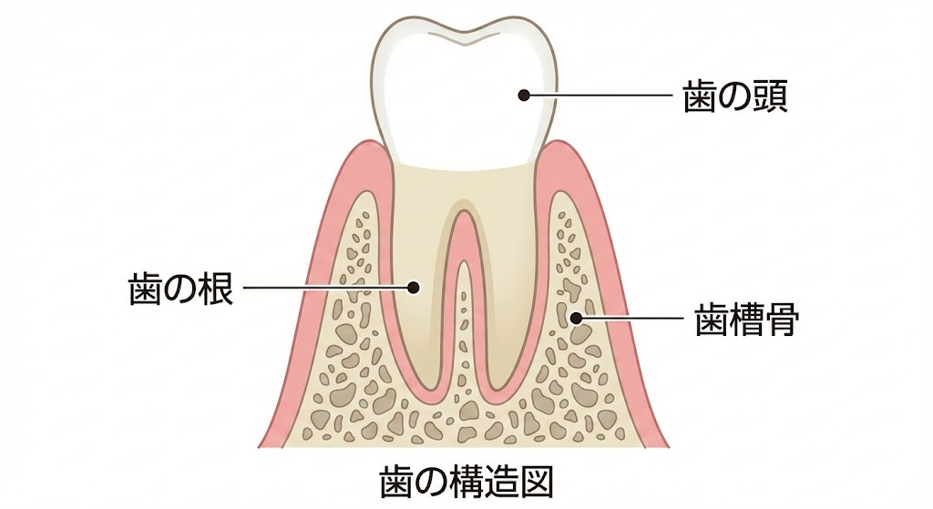 歯を抜きたくない|抜歯と言われた方へ|吉本歯科医院が考える抜歯の基準【香川県高松市】