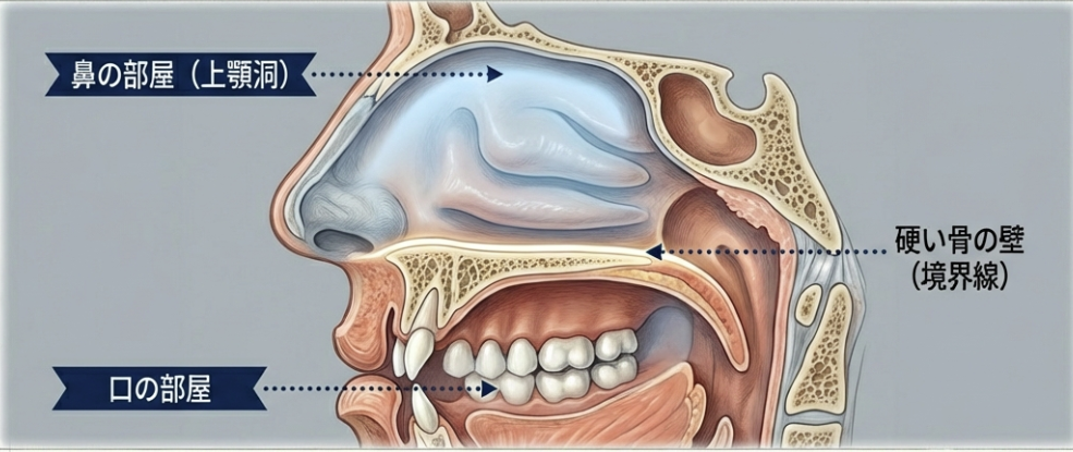ブリッジを入れた歯に違和感がある方へ。歯の根っこで起きている地盤沈下｜咬み合わせ専門の吉本歯科医院【香川県高松市】
