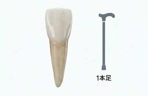 出っ歯になる原因|年齢とともに前歯が出てくる本当の理由|咬み合わせ専門の吉本歯科医院【香川県高松市】