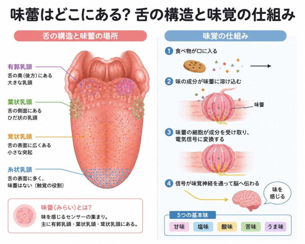 入れ歯にしてから食事の味がよくわからない。舌ではなく、上あごをおおう入れ歯の床が関係しています｜香川県高松市の咬み合わせ専門歯科　𠮷本歯科医院