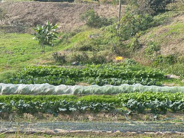 高松市の吉本歯科医院のスタッフまかないご飯