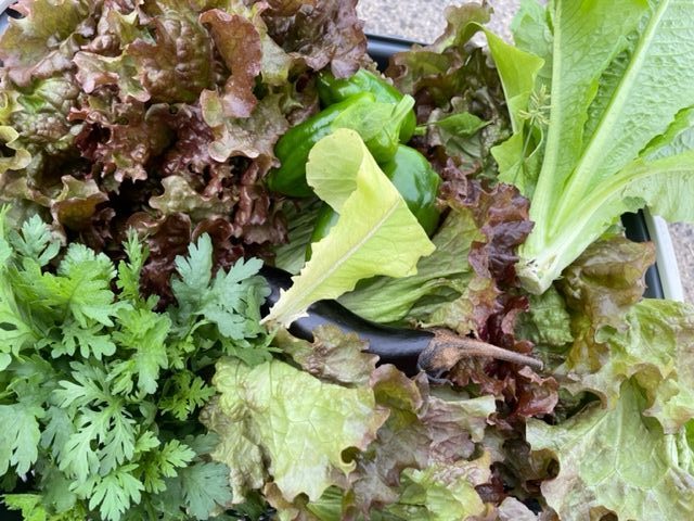 高松市の吉本歯科医院のスタッフまかないご飯