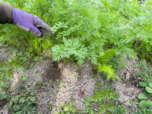 高松市の吉本歯科医院のスタッフまかないご飯