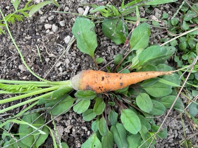 高松市の吉本歯科医院のスタッフまかないご飯