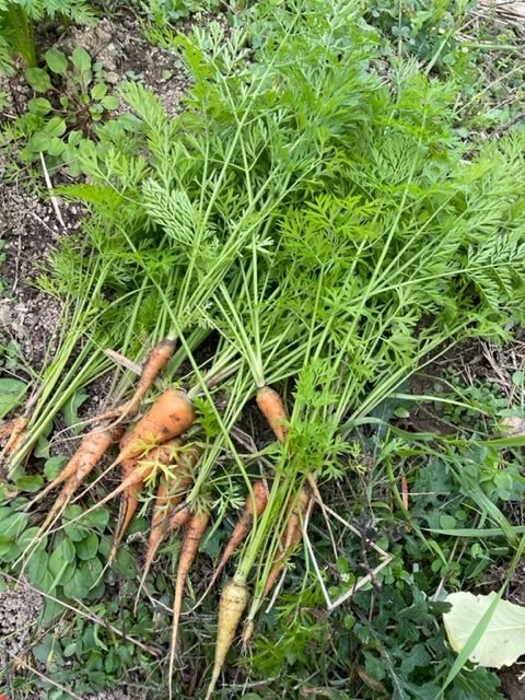 高松市の吉本歯科医院のスタッフまかないご飯